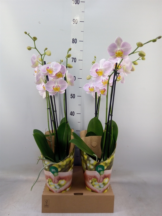 <h4>Phalaenopsis   ...rose</h4>