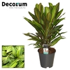 Cordyline Kiwi Toef 19 cm (Decorum)