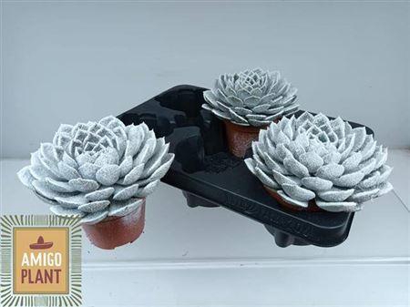 Echev Grande Cinza + Snow