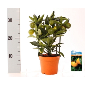 Citrus Kumquat Nagami trellis