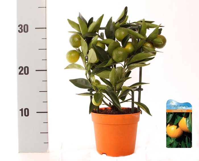 <h4>Citrus Kumquat Nagami trellis</h4>