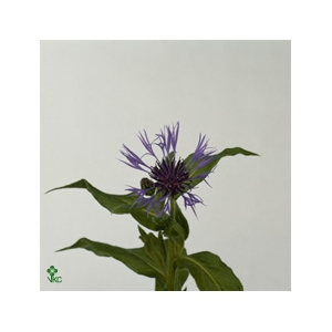 FREILAND CENTAUREA