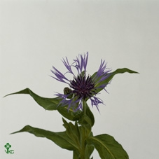 <h4>FREILAND CENTAUREA</h4>
