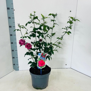 Hibiscus syriacus
