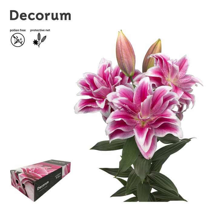 <h4>LI ROSELILY OLYMPIA 3+ XL Decorum Box</h4>