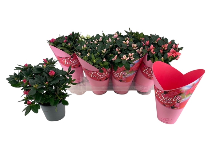 <h4>RHODO SI GEM</h4>