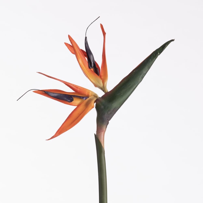 <h4>Af Strelitzia L85cm Orange</h4>