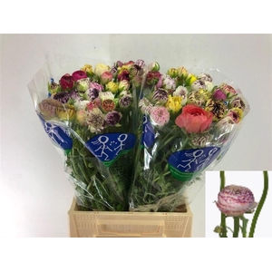 RAN EL WHITE STRIPES