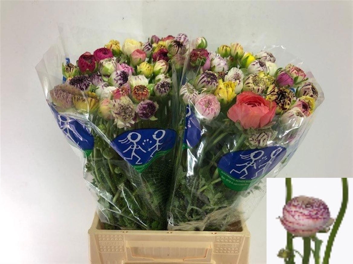 <h4>RAN EL WHITE STRIPES</h4>