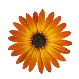 OSTEOSPERMUM ECKLONIS p11 orange