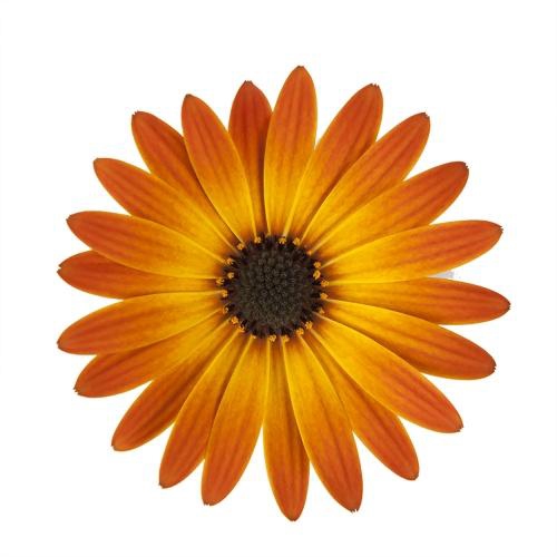 <h4>OSTEOSPERMUM ECKLONIS p11 orange</h4>