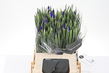 <h4>Iris Blue Magic</h4>