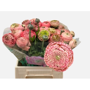 RAN AAZUR ANTIQ ROSE