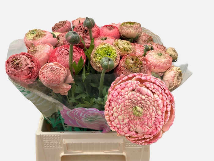 <h4>RAN AAZUR ANTIQ ROSE</h4>