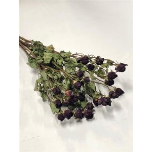DROOG ROSES SPRAY MIRABEL RED