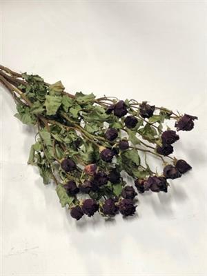 <h4>DROOG ROSES SPRAY MIRABEL RED</h4>