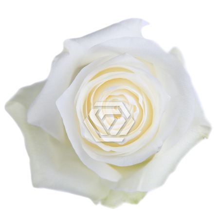 <h4>R GR PROUD Tessa</h4>