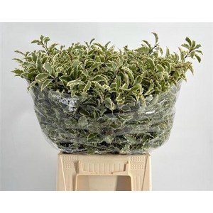 Pittosporum tenuifolium
