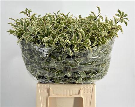 <h4>Pittosporum tenuifolium</h4>