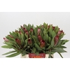 Protea Robijn