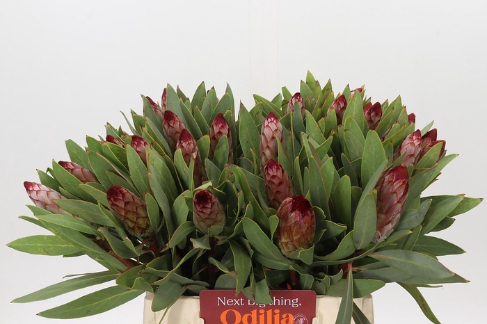 Protea Robijn