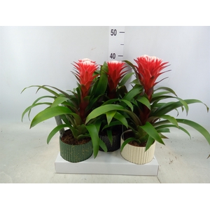 Guzmania  'Hope'