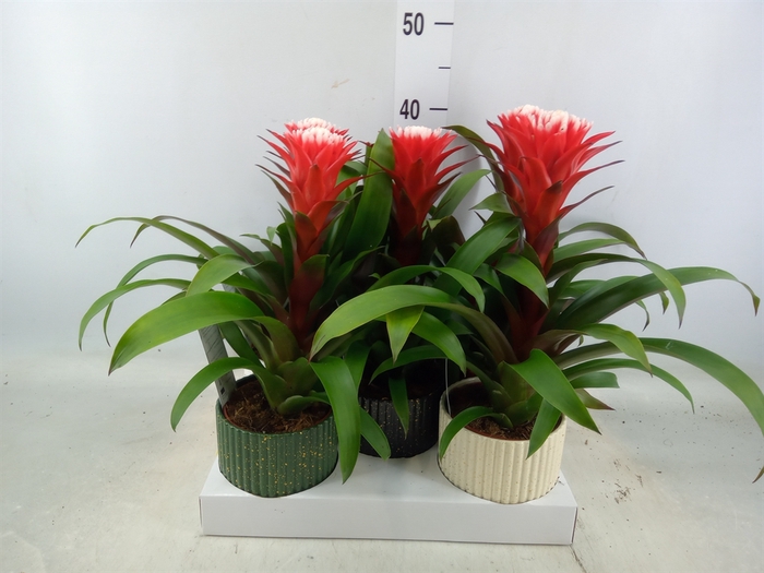 <h4>Guzmania  'Hope'</h4>