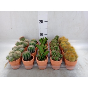 Cactus   ...mix  5