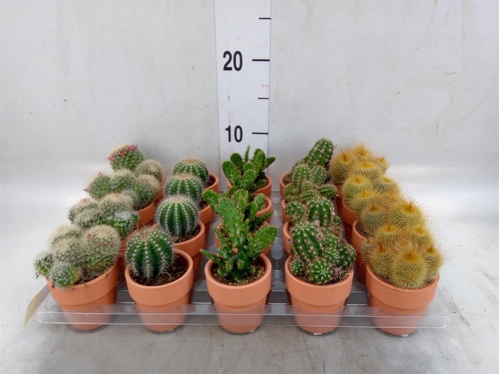 <h4>Cactus   ...mix  5</h4>