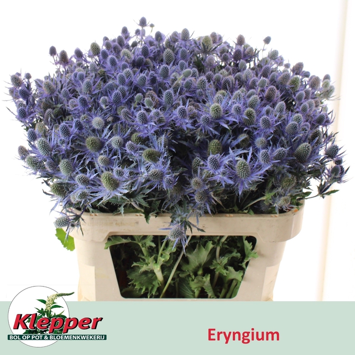 <h4>ERYN MAG BLUE LAGOON</h4>