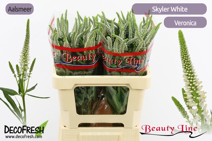 <h4>VERON L SKYLER WHITE</h4>