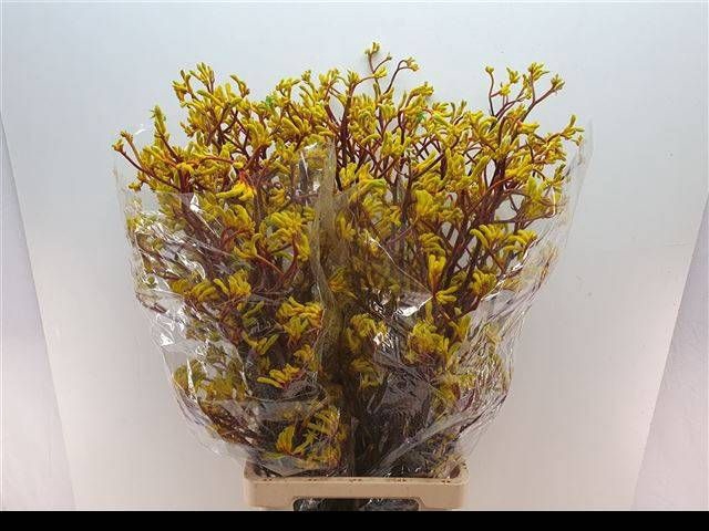 <h4>ANIGOZ YELLOW GEM</h4>