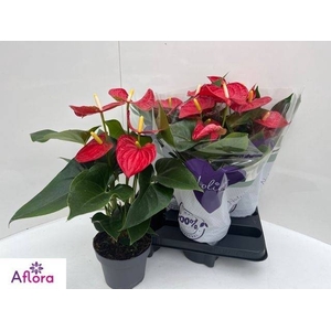 ANTHU AN BAMBINO RED
