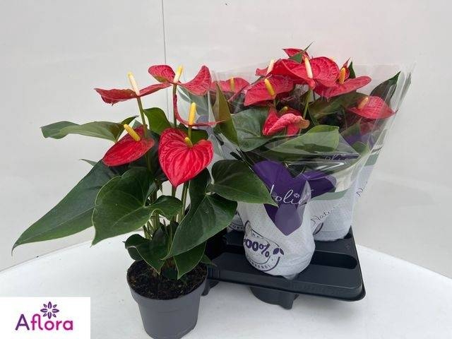 <h4>ANTHU AN BAMBINO RED</h4>