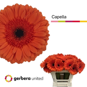Gerbera Capella Water x40