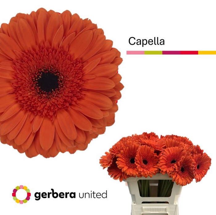 <h4>Gerbera Capella Water x40</h4>