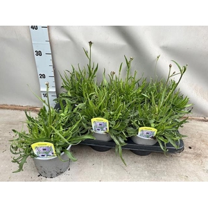 CATAN CAERULEA