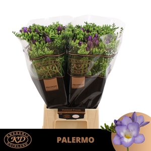 FR EN PALERMO