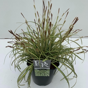 Graminées Carex 'Evergold'