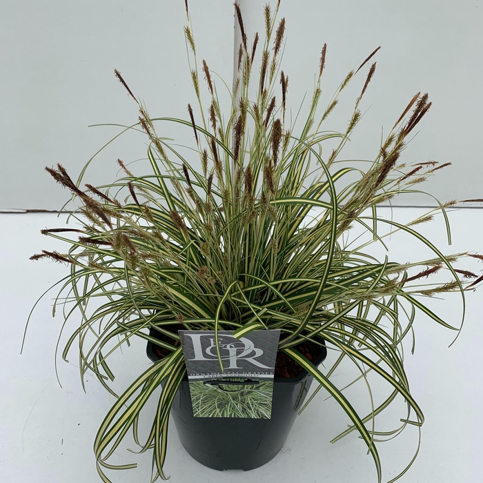 <h4>Graminées Carex 'Evergold'</h4>