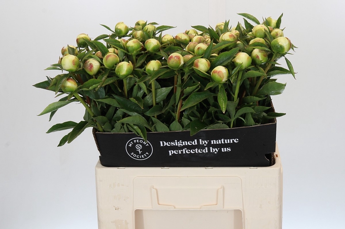 <h4>Paeonia Duchesse De Nemours</h4>