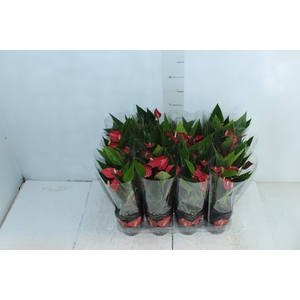 ANTHURIUM MINI MILLION FLOWERS P09