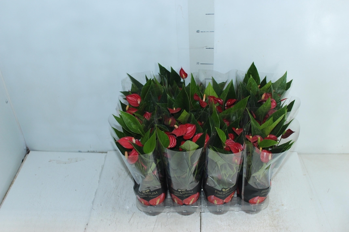 <h4>ANTHURIUM MINI MILLION FLOWERS P09</h4>
