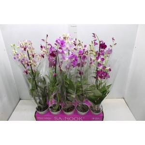 DENPHALAEN P13 2 HT VARIADO