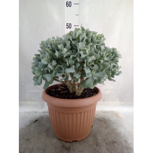 Crassula arborescens subsp. undilat