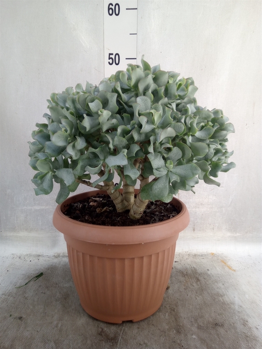 <h4>Crassula arborescens subsp. undilat</h4>