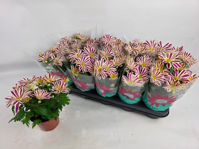 <h4>CHRYS SHOWDANCE</h4>