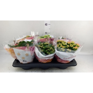 Kalanchoe blos. 'RoyalDon'   ..mix