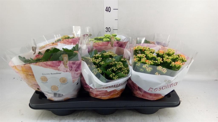 <h4>Kalanchoe blos. 'RoyalDon'   ..mix</h4>