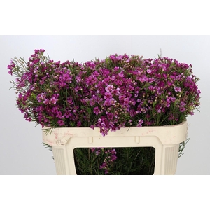 Chamelaucium Eden